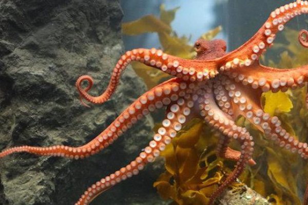 Kraken 18at зеркало